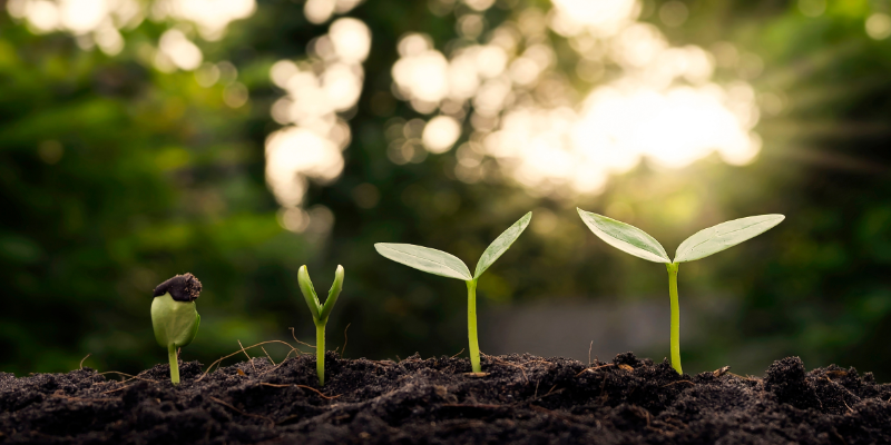 Croissance de plantes