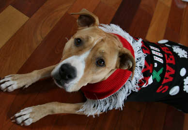 Chien avec pull de Noël